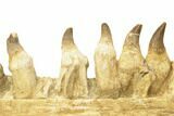 Mosasaur Jaw With Twenty Teeth - Oulad Abdoun Basin, Morocco #195777-3